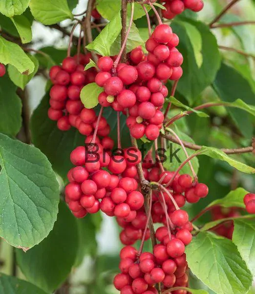 Schisandra chinensis 'Sadova No1'